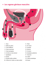 Les organes génitaux masculins ©J'ai envie de comprendre... Ma sexualité (homme), Ed.M&amp;H