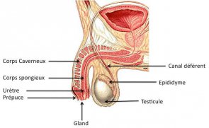 Schéma du pénis @DR